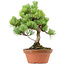 Pinus parviflora, 27 cm, ± 20 jaar oud, met een nebari van 3,5 cm