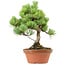 Pinus parviflora, 27 cm, ± 20 years old, with a nebari of 3,5 cm