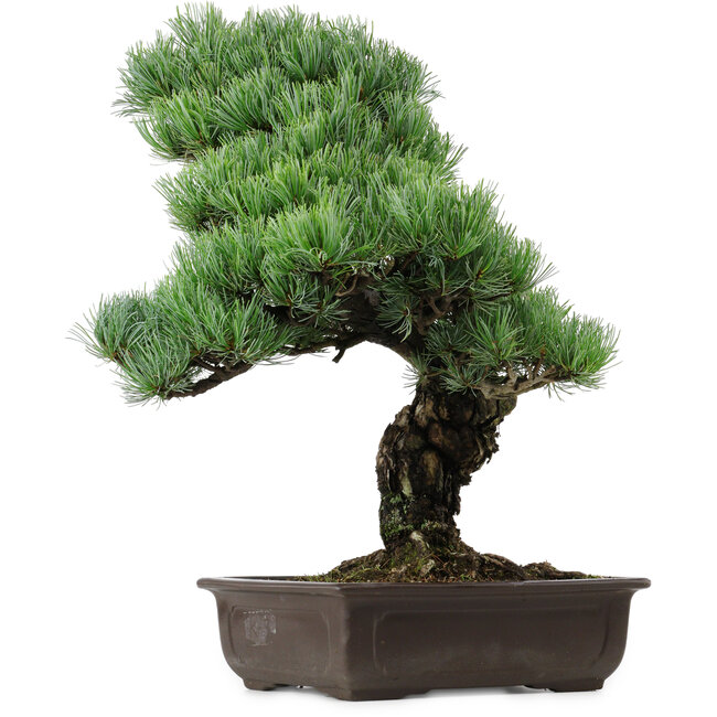 Pinus parviflora, 47 cm, ± 40 años de edad, con un nebari de 10 cm