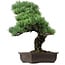 Pinus parviflora, 47 cm, ± 40 years old, with a nebari of 10 cm