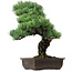 Pinus parviflora, 47 cm, ca. 40 Jahre alt, mit einem Wurzelansatz von 10 cm