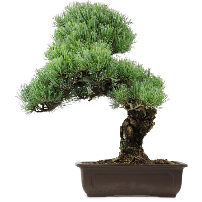 Pinus parviflora, 47 cm, ± 40 anni, con nebari di 10 cm