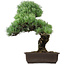 Pinus parviflora, 47 cm, ± 40 anni, con nebari di 10 cm