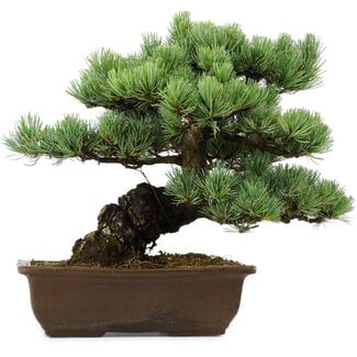 Pinus parviflora, 34 cm, ± 40 years old