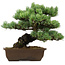 Pinus parviflora, 34 cm, ca. 40 Jahre alt, mit einem Wurzelansatz von 10 cm