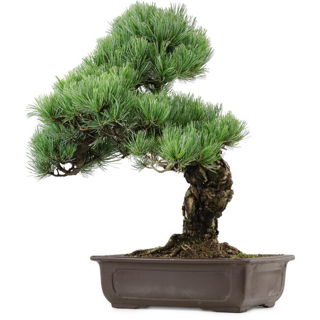 Pinus parviflora, 47 cm, ca. 40 Jahre alt, mit einem Wurzelansatz von 10 cm