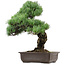 Pinus parviflora, 47 cm, ± 40 años de edad, con un nebari de 10 cm