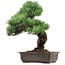 Pinus parviflora, 47 cm, ± 40 years old, with a nebari of 10 cm