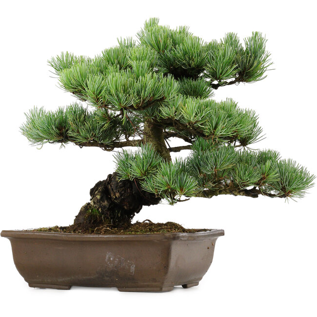Pinus parviflora, 34 cm, ± 40 años de edad, con un nebari de 10 cm