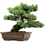 Pinus parviflora, 34 cm, ± 40 jaar oud, met een nebari van 10 cm