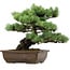 Pinus parviflora, 34 cm, ± 40 years old, with a nebari of 10 cm