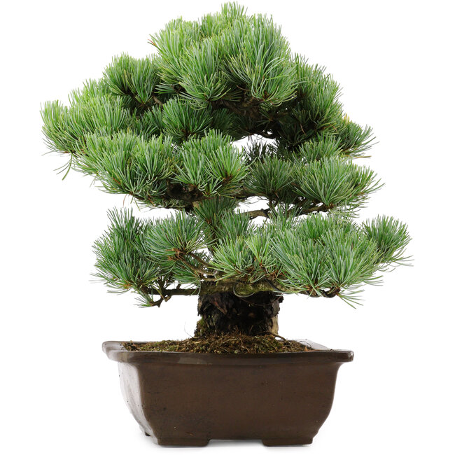 Pinus parviflora, 34 cm, ± 40 years old, with a nebari of 10 cm