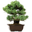 Pinus parviflora, 34 cm, ± 40 años de edad, con un nebari de 10 cm