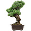 Pinus parviflora, 47 cm, ± 40 años de edad, con un nebari de 10 cm