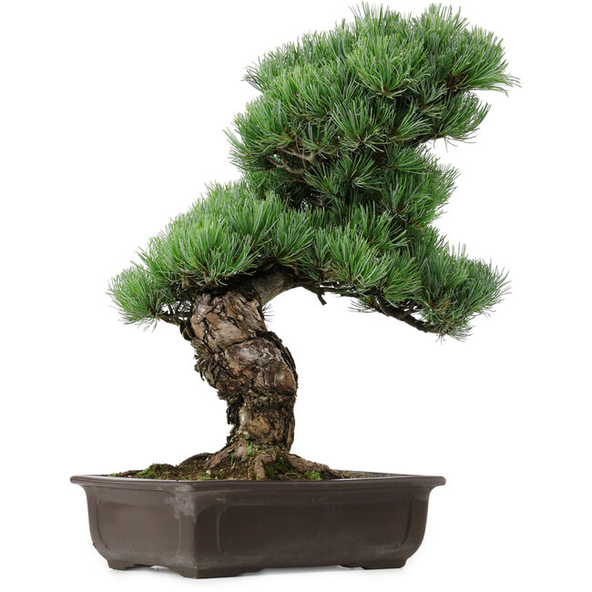 Pinus parviflora, 47 cm, ca. 40 Jahre alt, mit einem Wurzelansatz von 10 cm