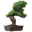Pinus parviflora, 47 cm, ± 40 ans, avec un nebari de 10 cm
