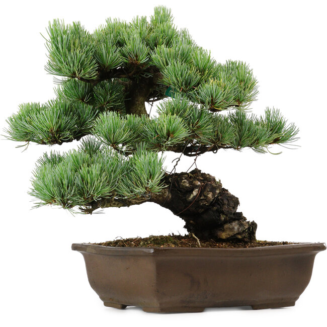Pinus parviflora, 34 cm, ca. 40 Jahre alt, mit einem Wurzelansatz von 10 cm
