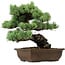 Pinus parviflora, 34 cm, ± 40 years old, with a nebari of 10 cm
