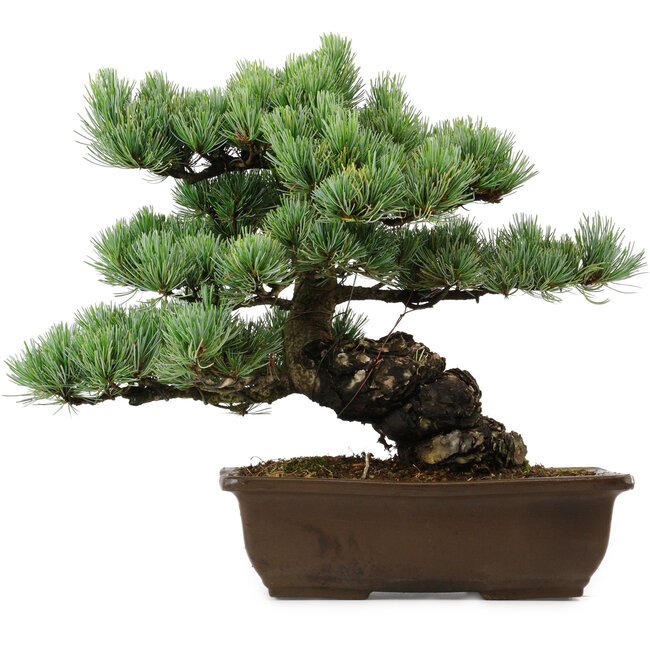 Pinus parviflora, 34 cm, ± 40 años de edad, con un nebari de 10 cm