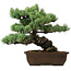 Pinus parviflora, 34 cm, ± 40 años de edad, con un nebari de 10 cm