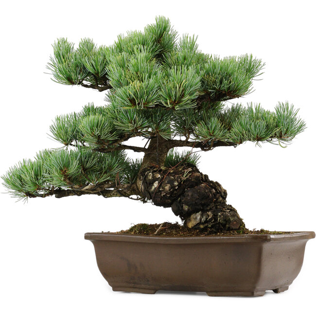 Pinus parviflora, 34 cm, ± 40 anni, con nebari di 10 cm
