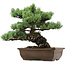 Pinus parviflora, 34 cm, ± 40 anni, con nebari di 10 cm