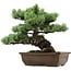 Pinus parviflora, 34 cm, ± 40 years old, with a nebari of 10 cm