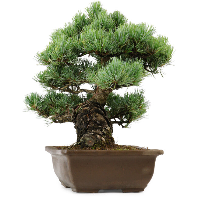 Pinus parviflora, 34 cm, ca. 40 Jahre alt, mit einem Wurzelansatz von 10 cm