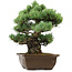 Pinus parviflora, 34 cm, ± 40 ans, avec un nebari de 10 cm