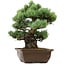 Pinus parviflora, 34 cm, ± 40 years old, with a nebari of 10 cm