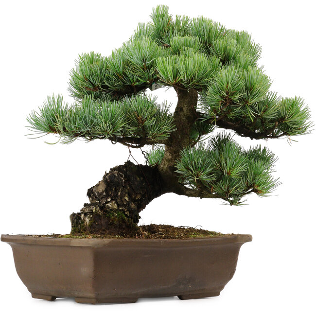 Pinus parviflora, 34 cm, ± 40 years old, with a nebari of 10 cm
