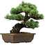 Pinus parviflora, 34 cm, ca. 40 Jahre alt, mit einem Wurzelansatz von 10 cm