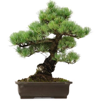 Pinus parviflora, 41 cm, ± 40 Jahre alt