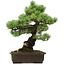 Pinus parviflora, 41 cm, ± 40 anni, con nebari di 11 cm