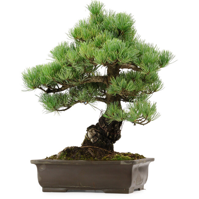 Pinus parviflora, 41 cm, ± 40 años de edad, con un nebari de 11 cm.