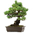 Pinus parviflora, 41 cm, ± 40 años de edad, con un nebari de 11 cm.