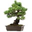 Pinus parviflora, 41 cm, ± 40 years old, with a nebari of 11 cm