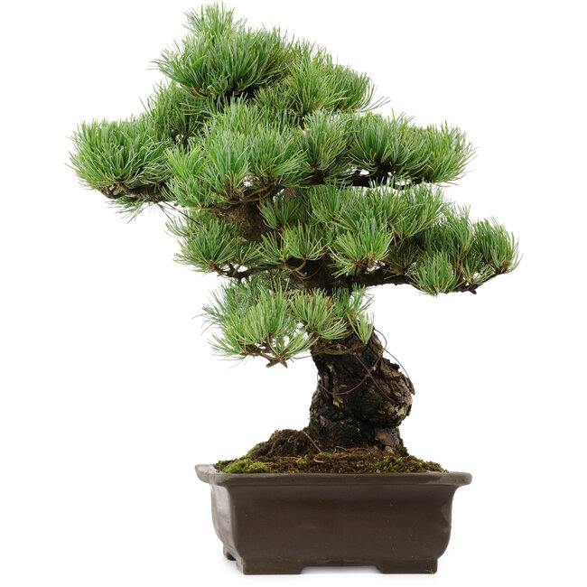 Pinus parviflora, 41 cm, ± 40 ans, avec un nebari de 11 cm