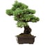 Pinus parviflora, 41 cm, ± 40 years old, with a nebari of 11 cm