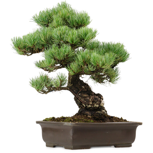 Pinus parviflora, 41 cm, ± 40 years old, with a nebari of 11 cm