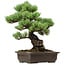 Pinus parviflora, 41 cm, ± 40 years old, with a nebari of 11 cm