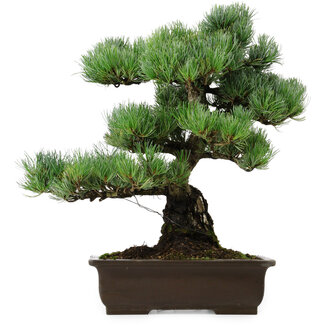 Pinus parviflora, 46 cm, ± 40 años de edad
