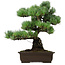 Pinus parviflora, 46 cm, ± 40 jaar oud, met een nebari van 13 cm