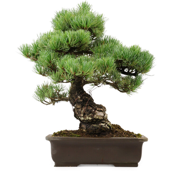 Pinus parviflora, 41 cm, ± 40 years old, with a nebari of 11 cm