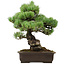 Pinus parviflora, 41 cm, ± 40 anni, con nebari di 11 cm