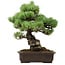 Pinus parviflora, 41 cm, ± 40 years old, with a nebari of 11 cm