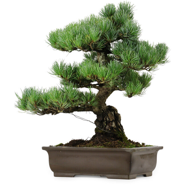 Pinus parviflora, 46 cm, ± 40 Jahre alt, mit einem Wurzelansatz von 13 cm