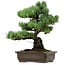 Pinus parviflora, 46 cm, ± 40 years old, with a nebari of 13 cm