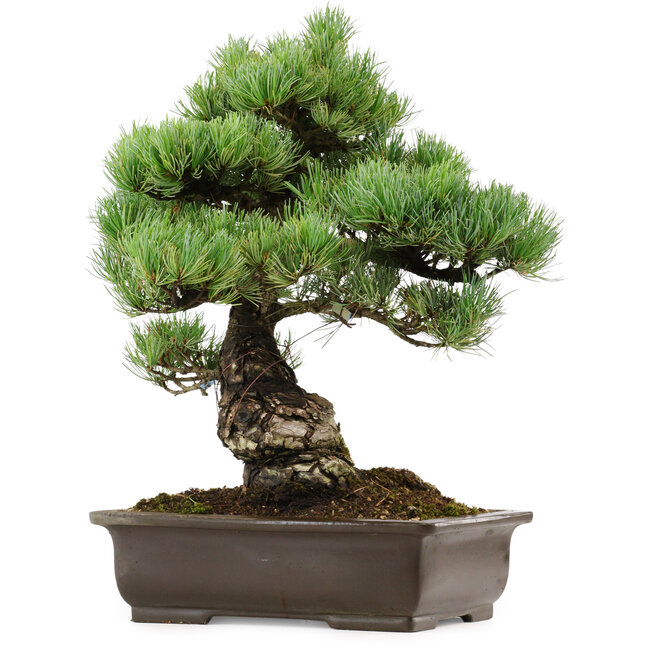 Pinus parviflora, 41 cm, ± 40 ans, avec un nebari de 11 cm