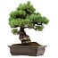 Pinus parviflora, 41 cm, ± 40 years old, with a nebari of 11 cm